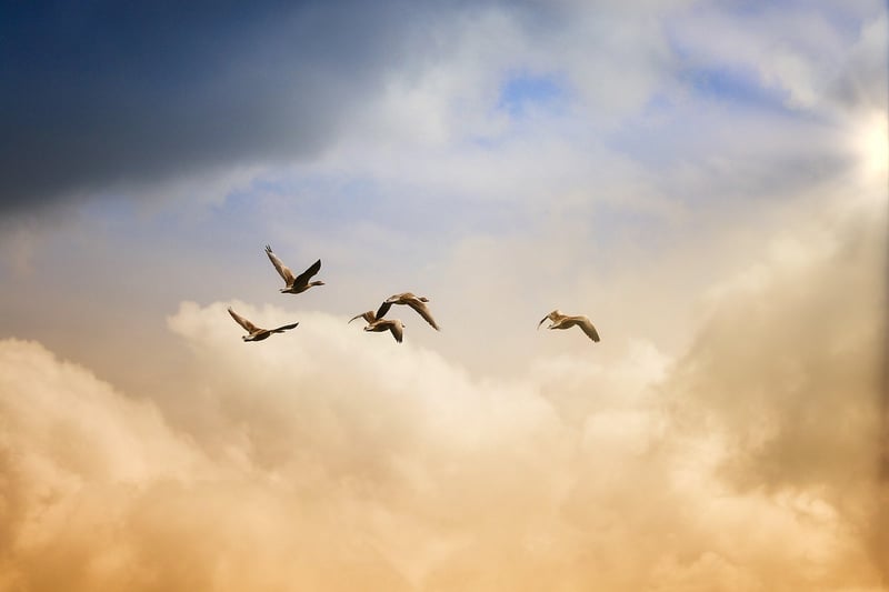 Temporal Freedom